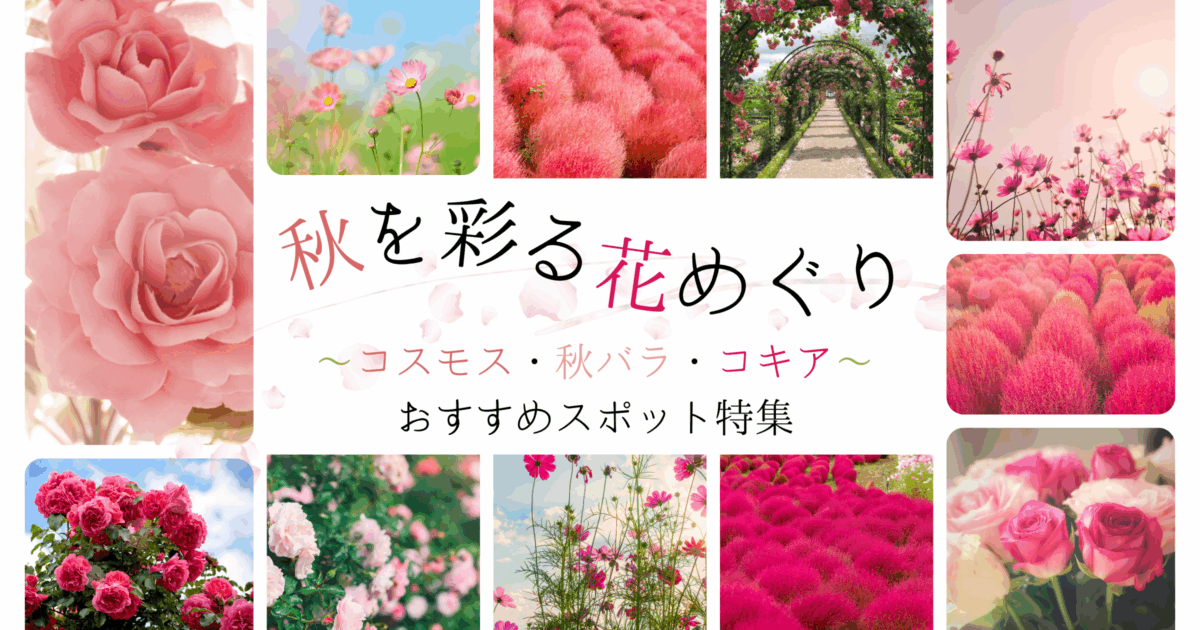 千葉の秋を彩る花めぐり～コスモス・秋バラ・コキアのおすすめスポット特集～