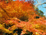 第26回　成田山公園紅葉まつり