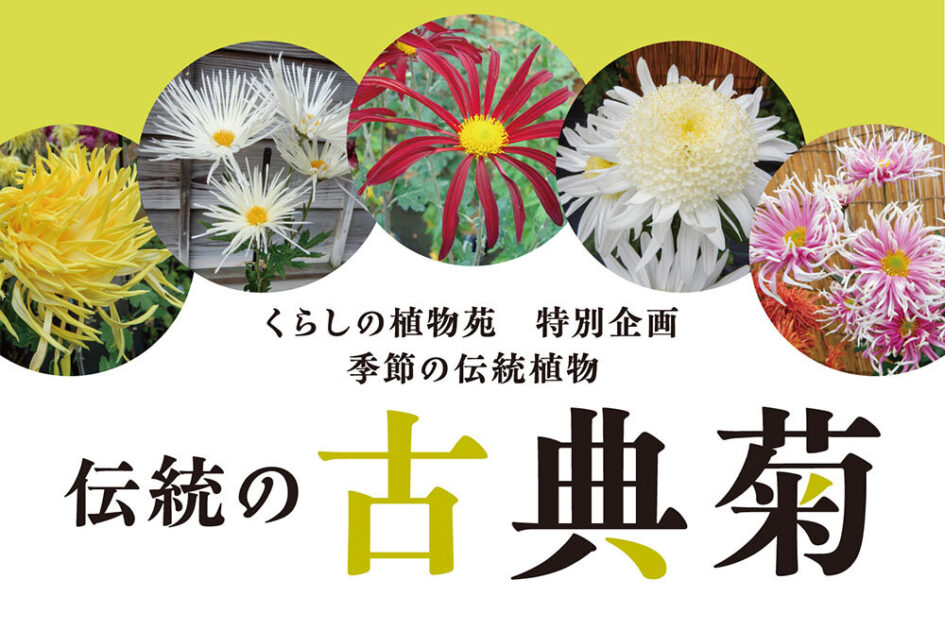 伝統の古典菊2025