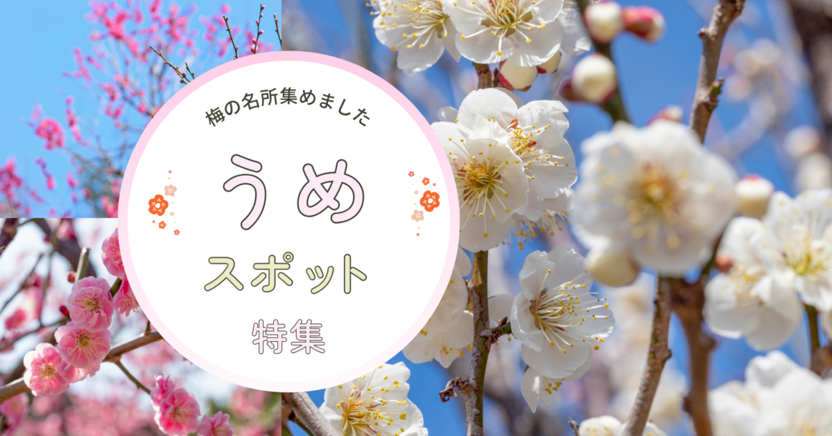 千葉の梅見スポットおすすめ8選【2026年版】名所の開花予想やアクセスも解説