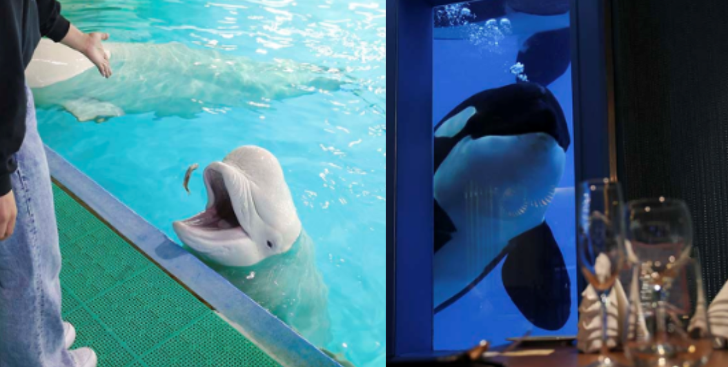 大人だって学びたい！ 夜の水族館で「Learning：学習」×「Vacation：休暇」　鴨川シーワールドの「大人の学習休暇」