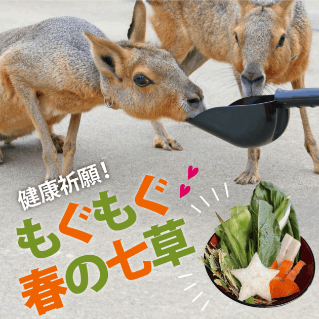 健康祈願！もぐもぐ春の七草