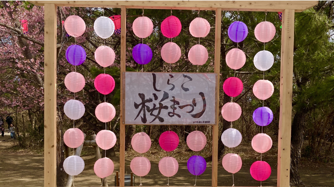 【白子町】「しらこ温泉桜祭り」2026/2/21～3/8開催開催中！