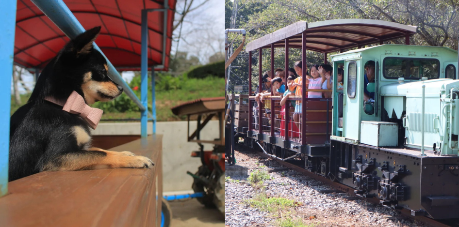 【成田市】愛犬と一緒にバーベキュー食べたりトロッコ列車にも乗れる!!  牧場で楽しめる『成田ゆめのドッグフェスティバル』