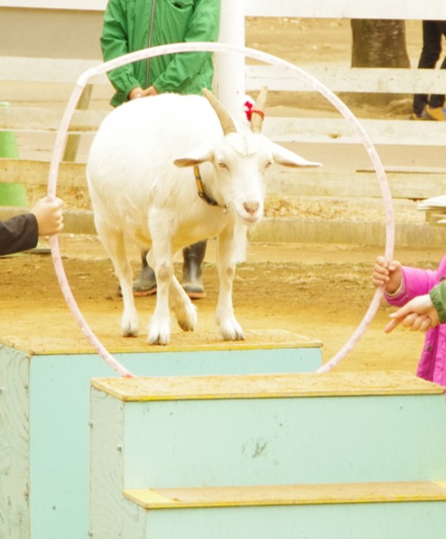やぎさんたちのバースデーショー（ふなばしアンデルセン公園）